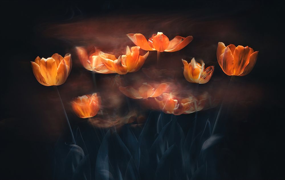 Tulips on Fire art print by Catherine Wang for $57.95 CAD