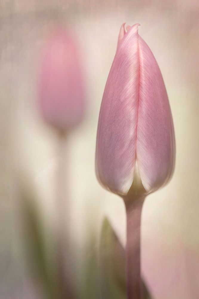 Pink Tulips art print by Sharon Williams for $57.95 CAD