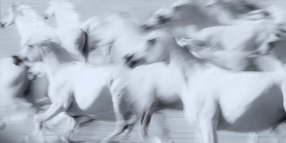 Herd of White Arabian Mares art print by Ulrike Leinemann for $57.95 CAD