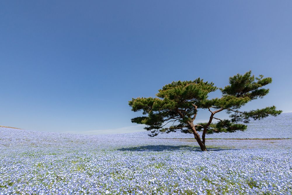 Nemophila Hill art print by Juri Aoki for $57.95 CAD