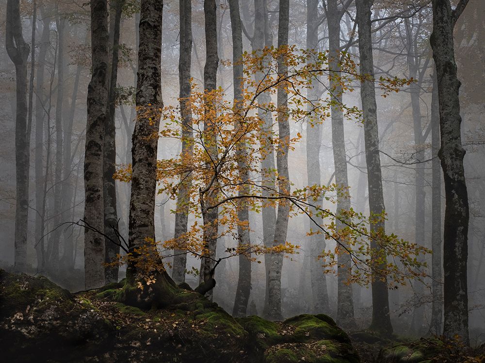 Bosque en la niebla art print by Ja Ruiz Rivas for $57.95 CAD