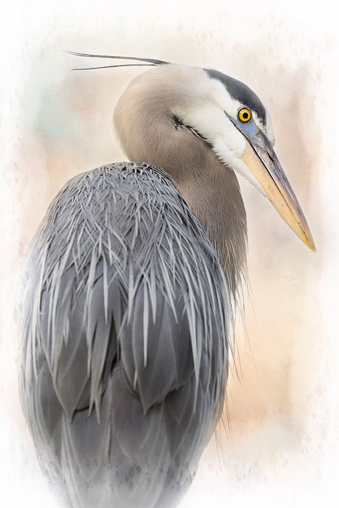 Great Blue Heron Portrait art print by Linda D Lester for $57.95 CAD