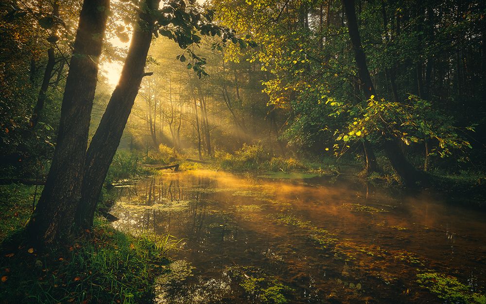 Deep in the forest art print by Pawel Kado for $57.95 CAD