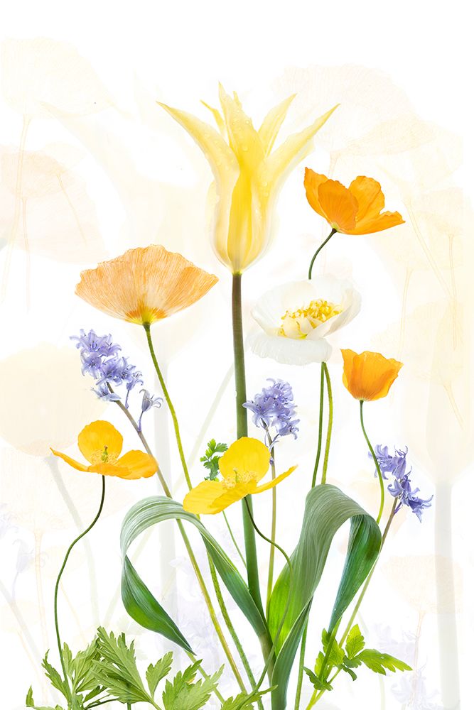 Spring Splendour art print by Sharon Williams for $57.95 CAD