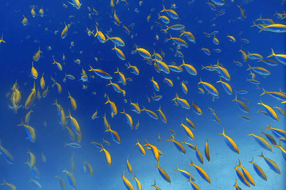 FiSh FrEnZy art print by Alessandro Catta for $57.95 CAD