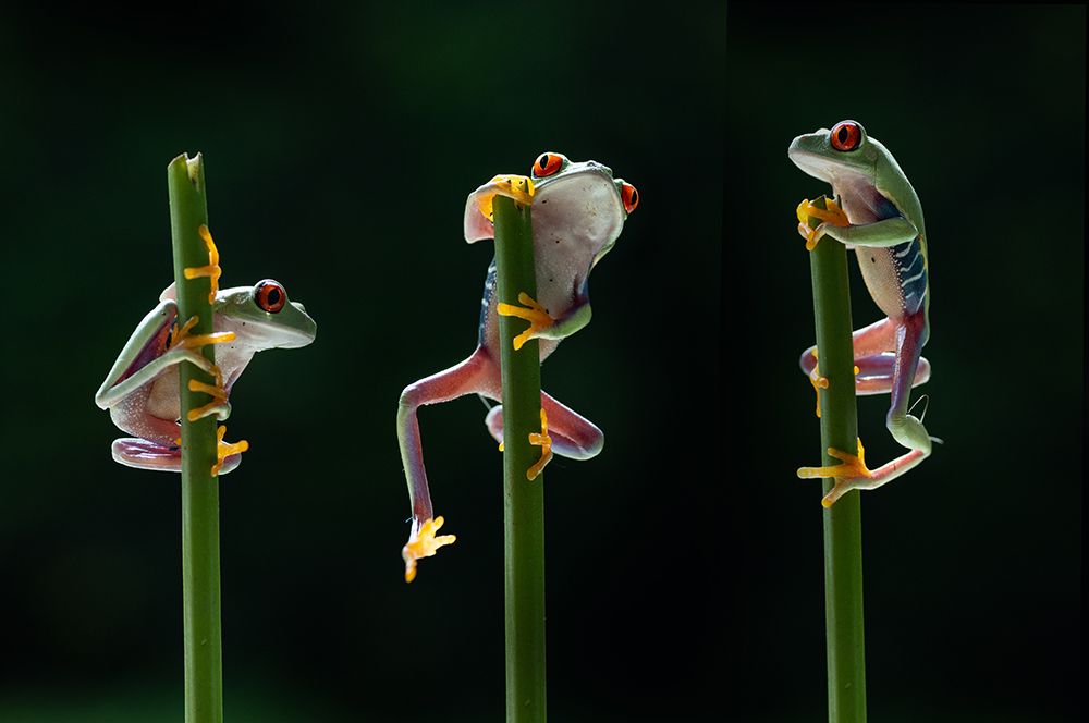 Three frogs in action art print by Rawisyah Aditya for $57.95 CAD
