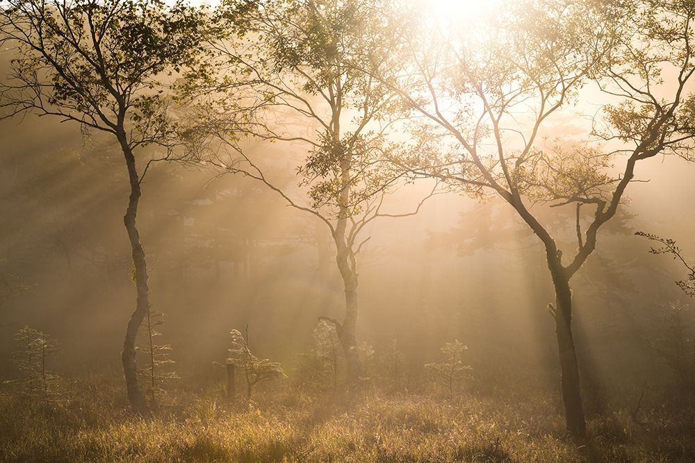 Three trees art print by Masaki Sugita for $57.95 CAD