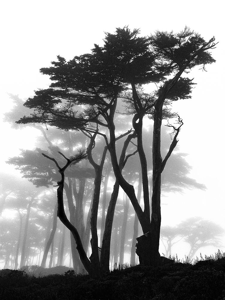 California Pines in Fog art print by Samuel Vovsi for $57.95 CAD