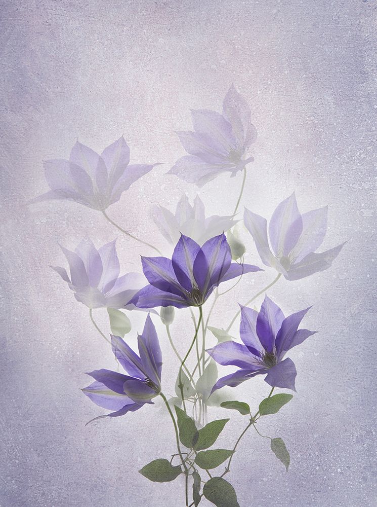Purple Clematis art print by Binbin L. for $57.95 CAD