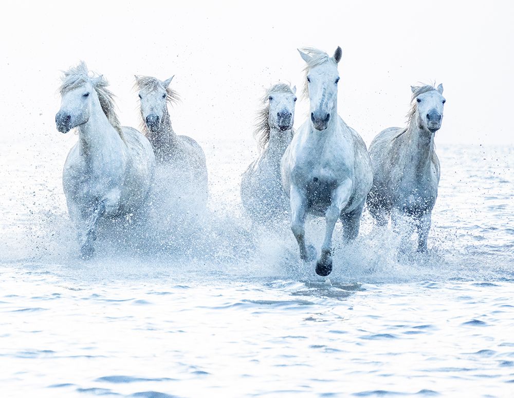 Horses on the Run art print by Marketa Zvelebil Phd for $57.95 CAD