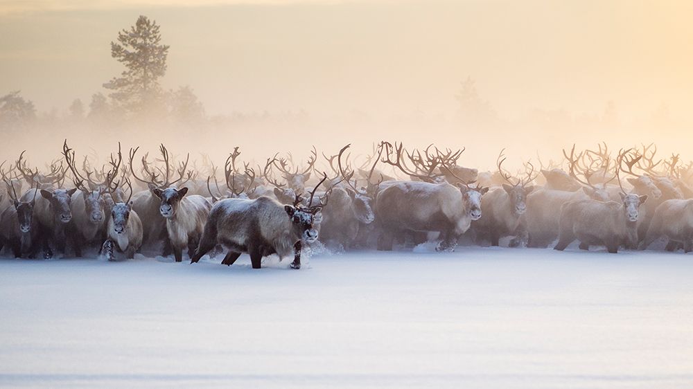 The herd is approaching art print by Marcel Rebro for $57.95 CAD