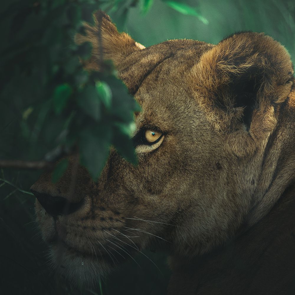 Eye Contact art print by Ahmed Sobhi for $57.95 CAD