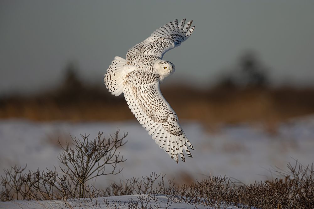 Snowy Owl art print by Max Wang for $57.95 CAD