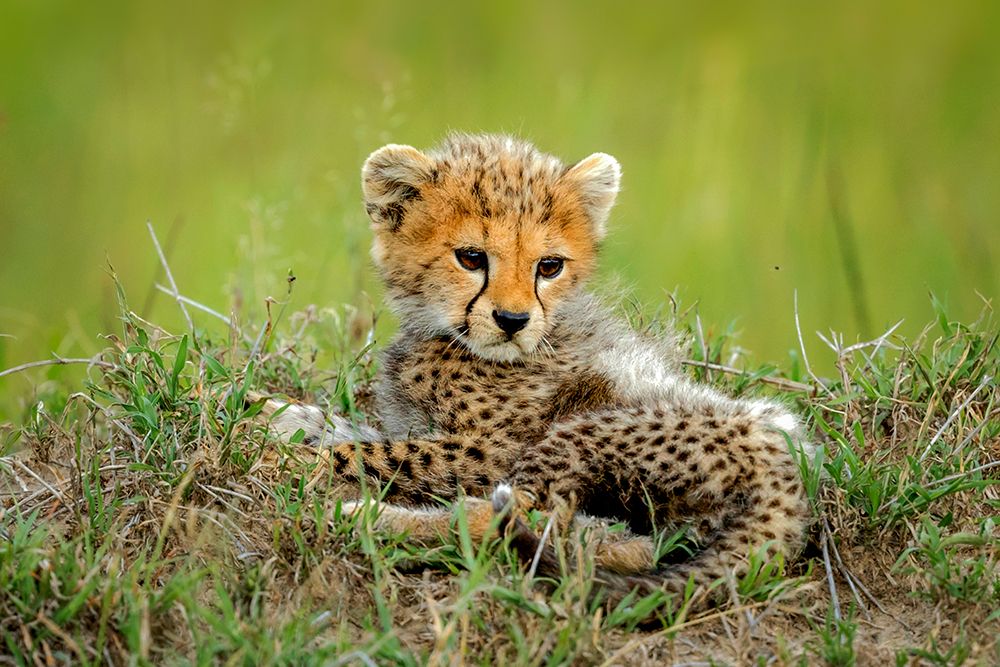 Cute Cheetah Cub... art print by Roshkumar for $57.95 CAD