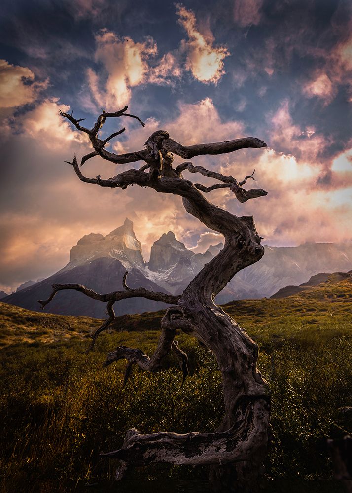 Dead Tree art print by Dennis Zhang for $57.95 CAD