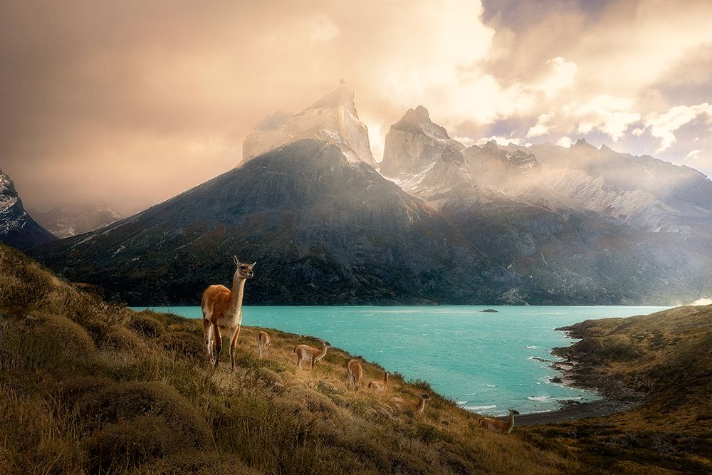 Alpaca at Torres del Paine II art print by Dennis Zhang for $57.95 CAD