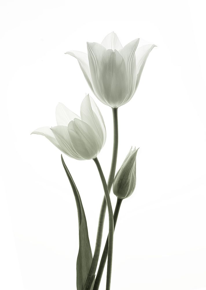 Tulips art print by Ada Wang for $57.95 CAD