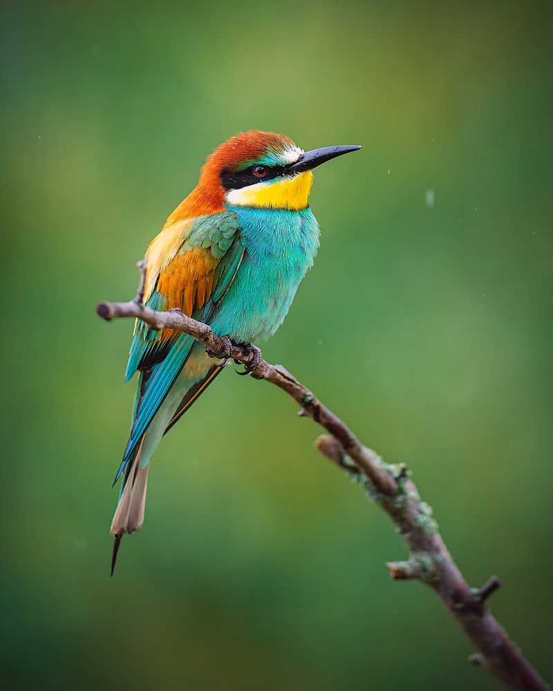 The European Bee-Eater (Merops Apiaster) art print by Jan Rozehnal for $57.95 CAD