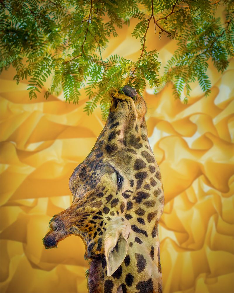 Giraffe at the Zoo art print by Ed Esposito for $57.95 CAD