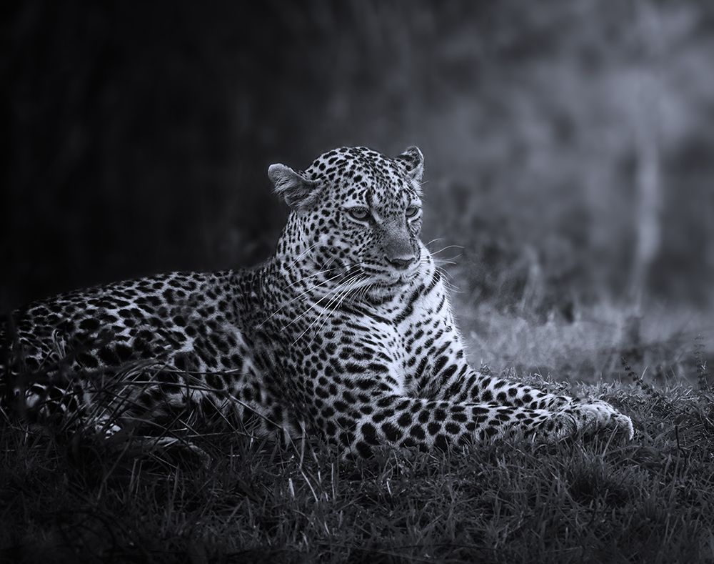Pantera Pardus or leopard 2 7R47463BN art print by joanaduenas for $57.95 CAD