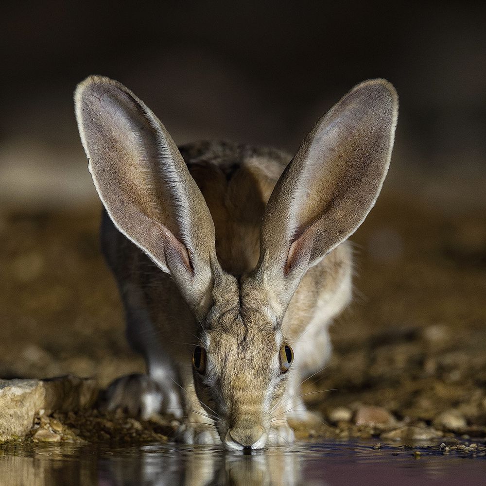 Hare art print by David Manusevich for $57.95 CAD