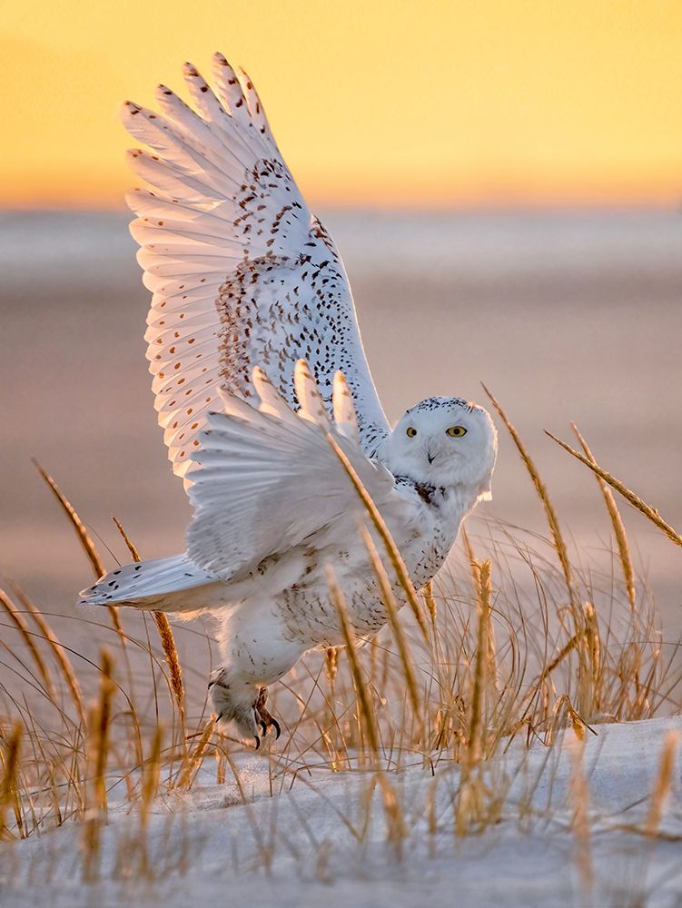 Snowy Owl art print by Tao Huang for $57.95 CAD