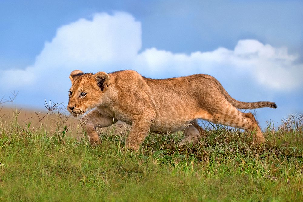 Lion cub on the prowl art print by Xavier Ortega for $57.95 CAD