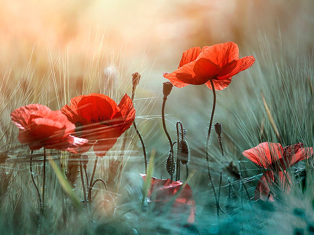 The red poppies art print by Panaana for $57.95 CAD