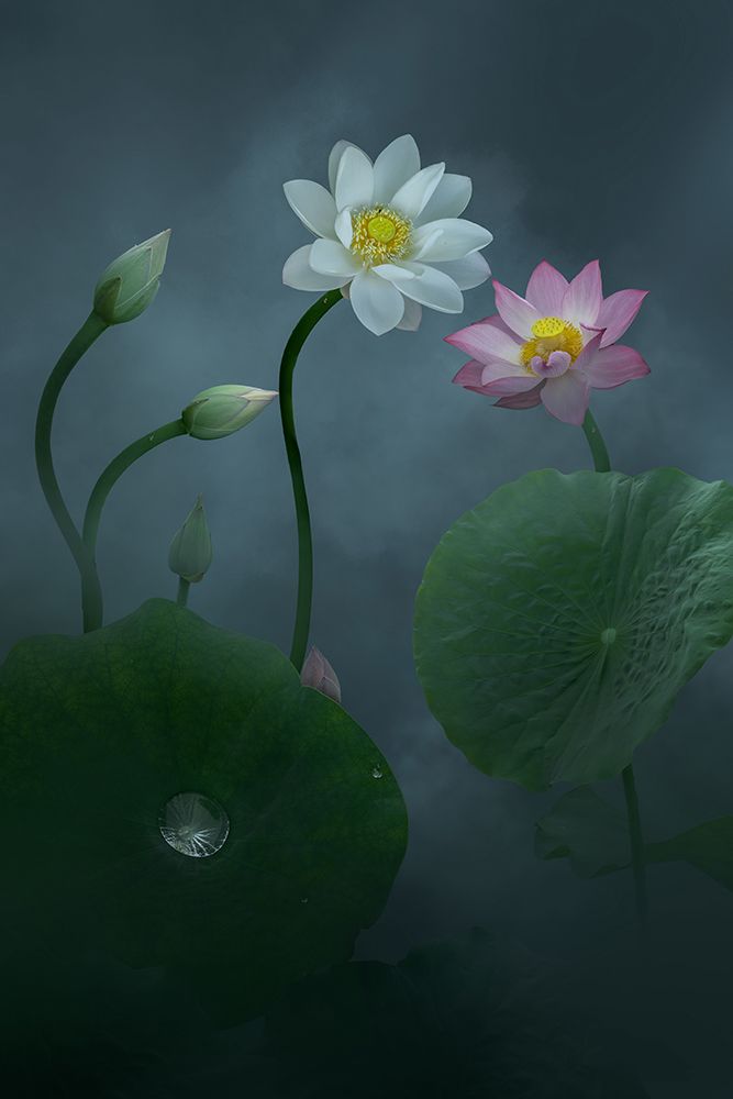 Lotus art print by Ningyun Ye for $57.95 CAD