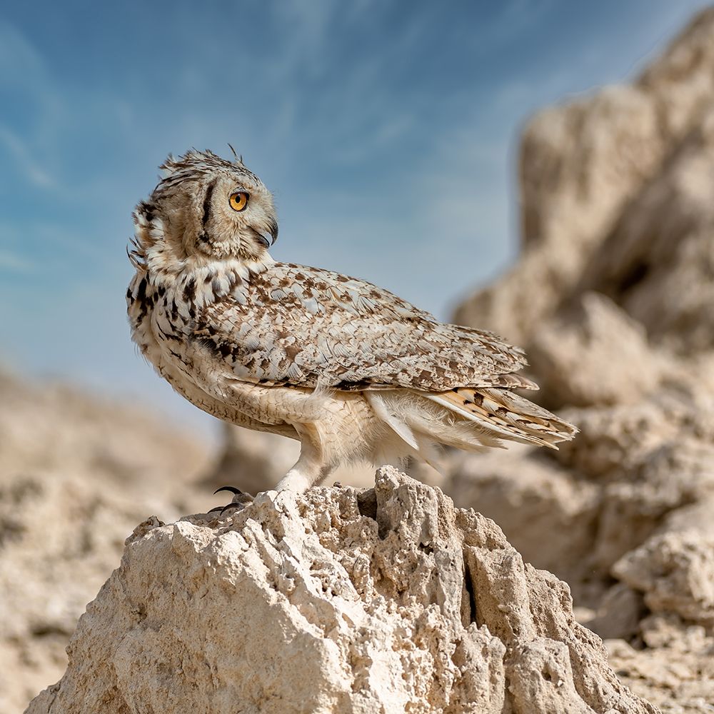 Pharaoh eagle owl art print by Ahmed Elkahlawi for $57.95 CAD