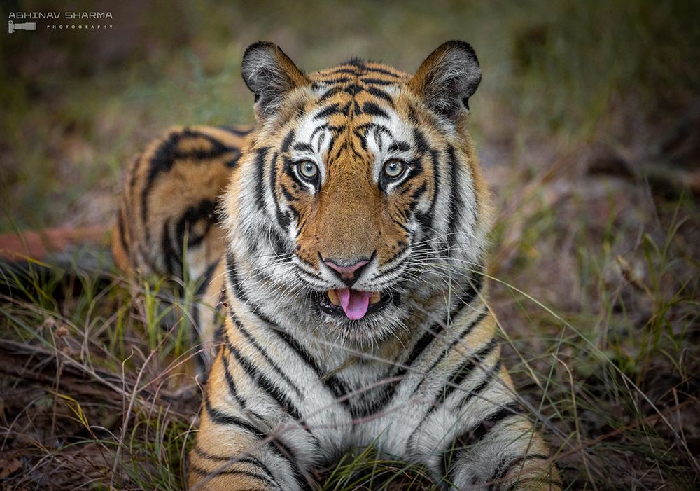 Cheeky Tiger art print by Abhinav Sharma for $57.95 CAD