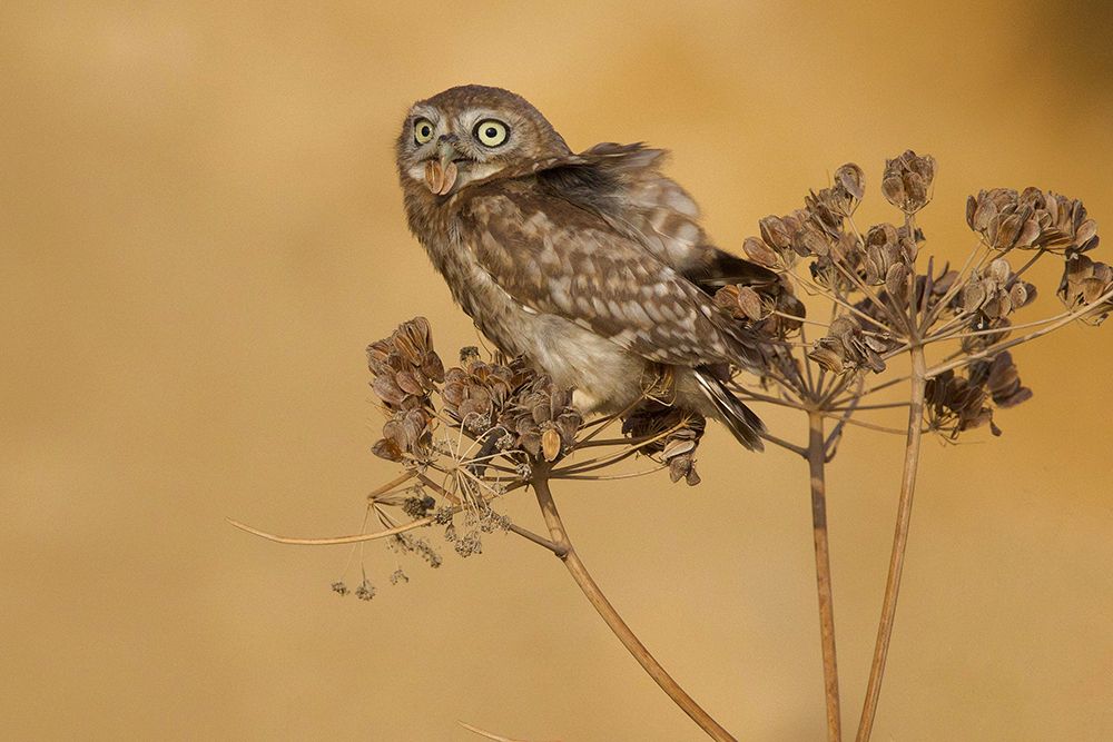 Little Owl art print by David Manusevich for $57.95 CAD