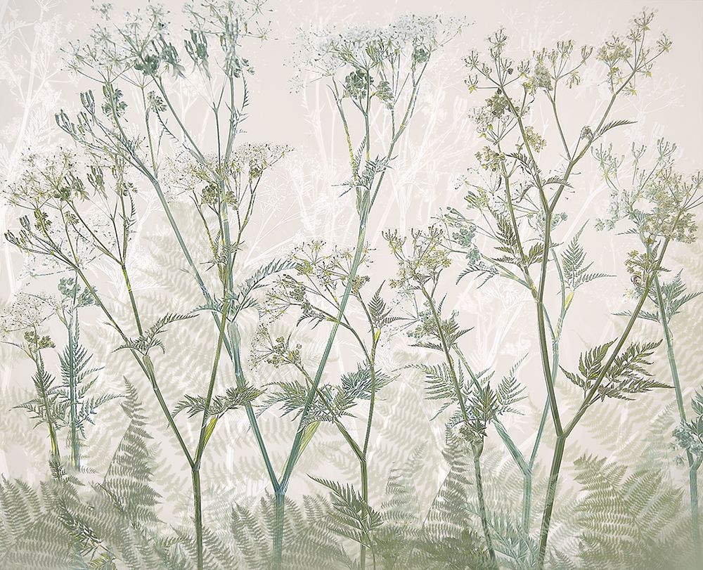 Cow Parsley art print by Nel Talen for $57.95 CAD