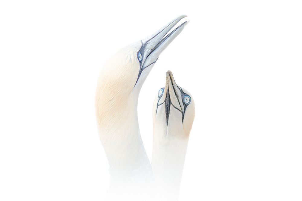 Greeting between a couple of Gannets art print by Mieke Engelbos for $57.95 CAD