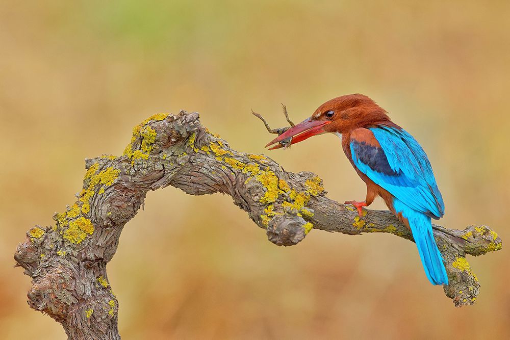 White Throated Kingfisher art print by David Manusevich for $57.95 CAD