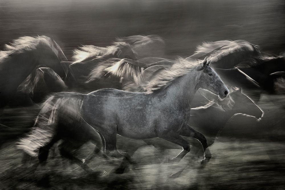 In Gallop art print by Milan Malovrh for $57.95 CAD
