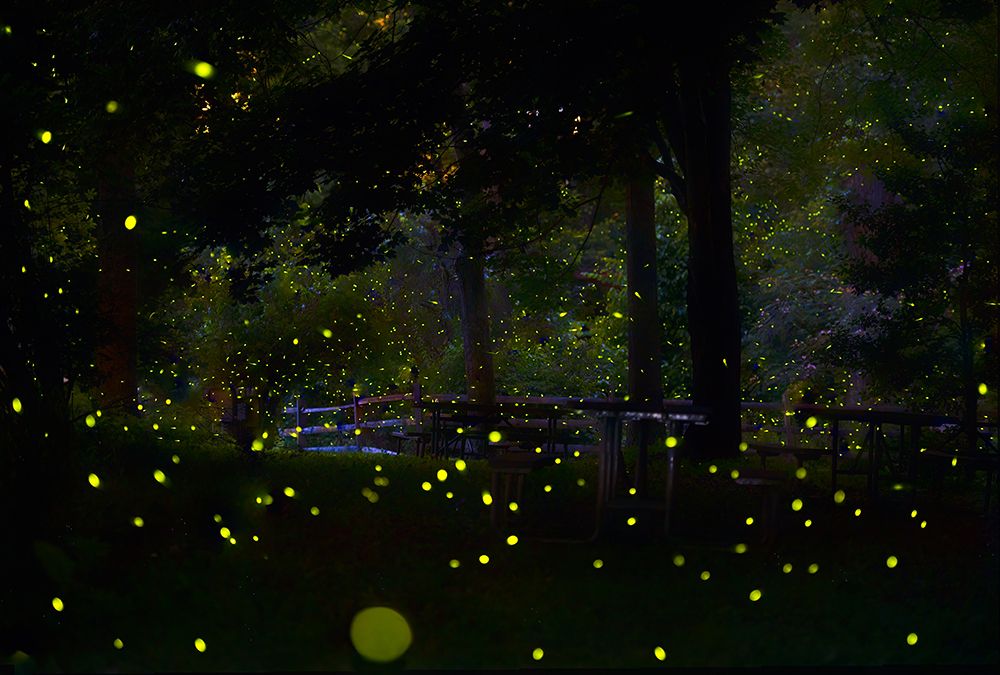 Amazing Fireflies Light art print by Ken Liang for $57.95 CAD