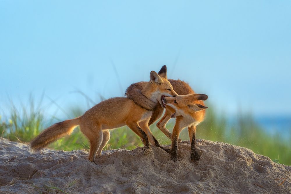 Red Foxes Playing On Beach art print by Ruiqing P. for $57.95 CAD