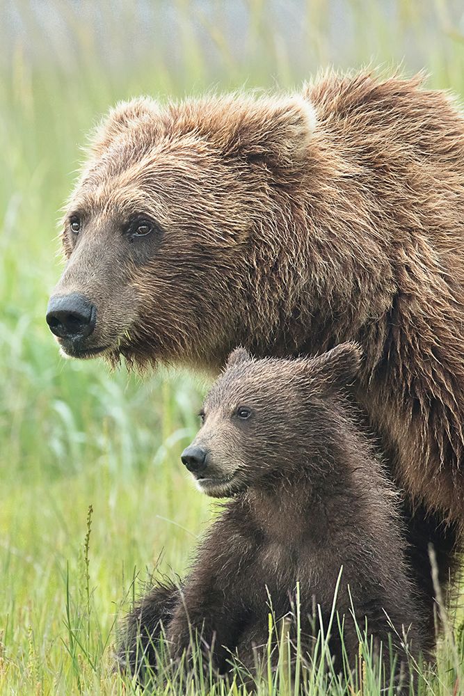 Momma Bear and Cub Portrait art print by Linda D Lester for $57.95 CAD