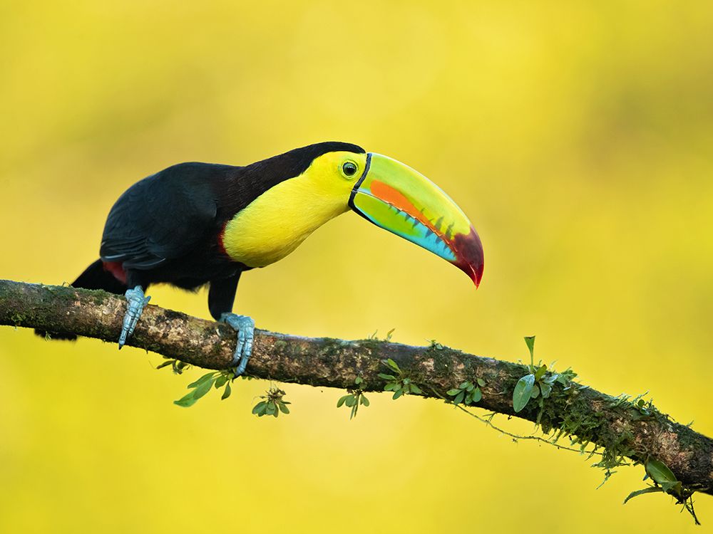 Keel-Billed Toucan art print by Milan Zygmunt for $57.95 CAD