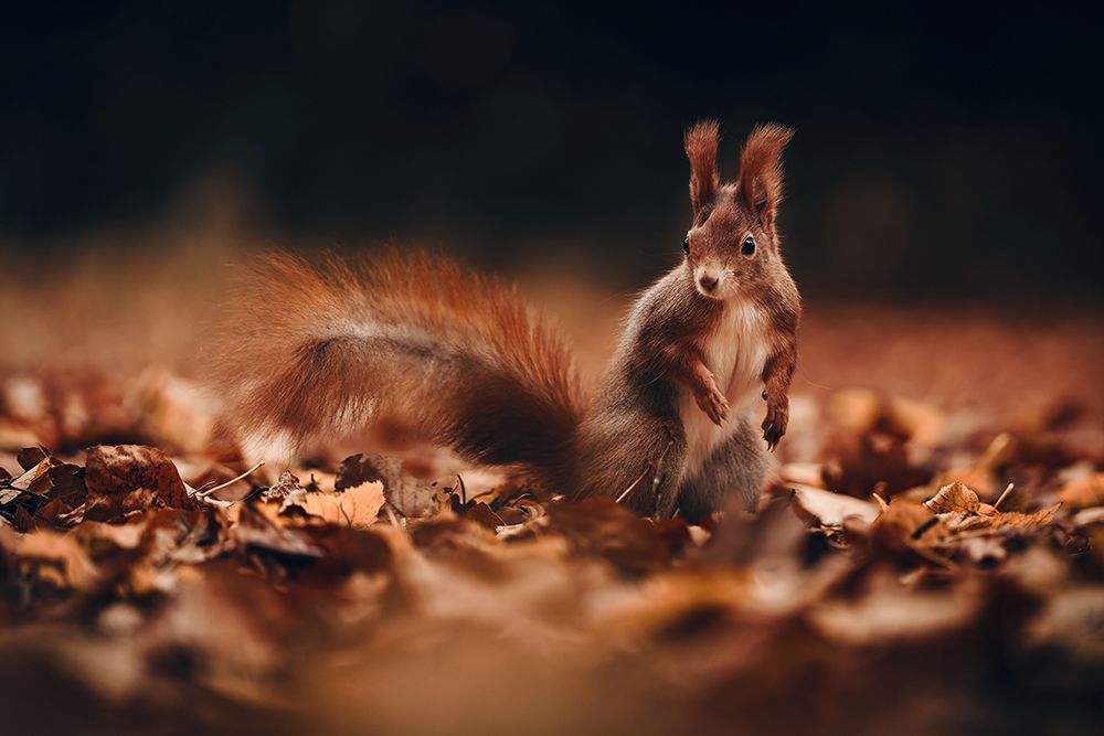 Red Squirrel (Sciurus Vulgaris) art print by Lukas Furch for $57.95 CAD