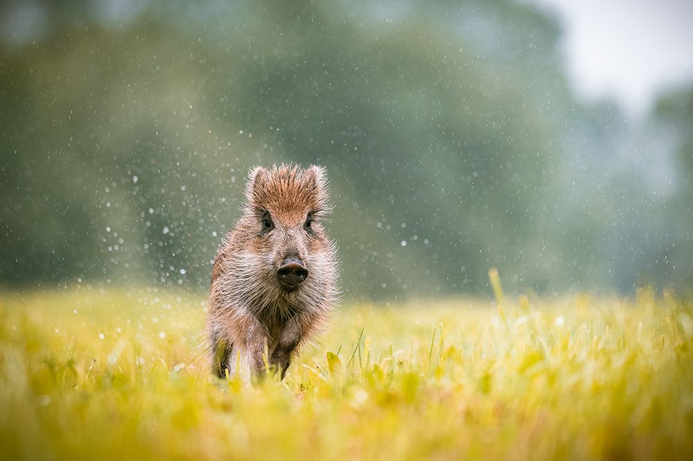 The Wild Boar (Sus Scrofa) art print by Jan Rozehnal for $57.95 CAD