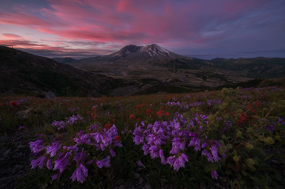 Blooming Wildflower At Mt. St Helens art print by Lydia Jacobs for $57.95 CAD