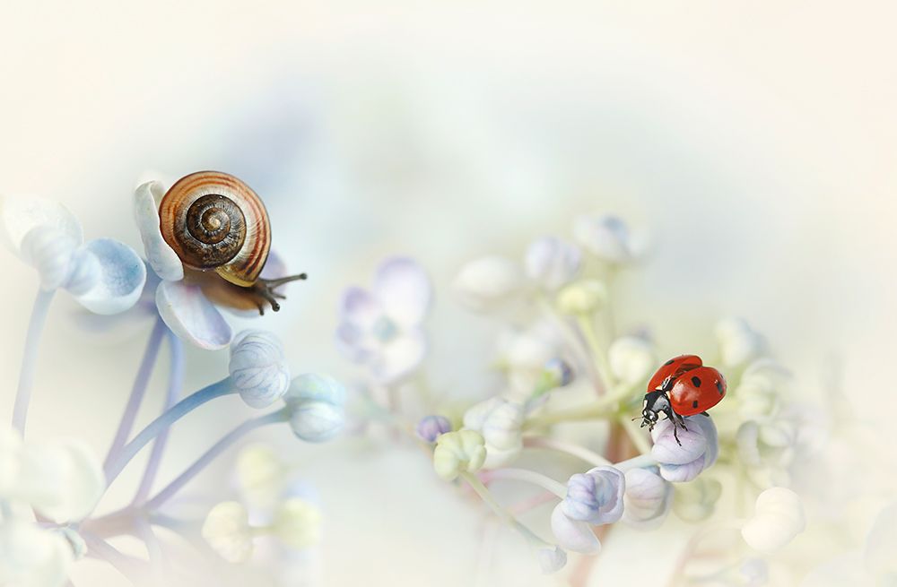 Snail And Ladybird On Hydrangea art print by Ellen Van Deelen for $57.95 CAD