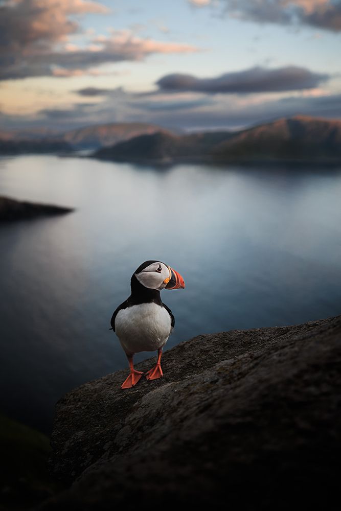 A Puffin With A View art print by Magnus Renmyr for $57.95 CAD