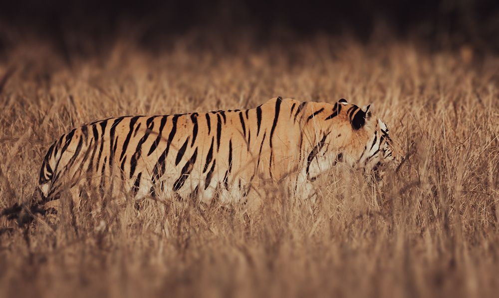 Artistic Tiger Camouflage art print by Abhinav Sharma for $57.95 CAD