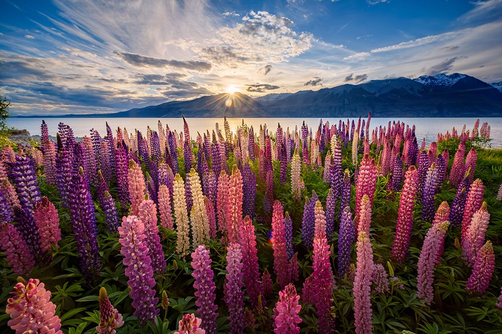 Lupins lakeside art print by James Zhen Yu for $57.95 CAD