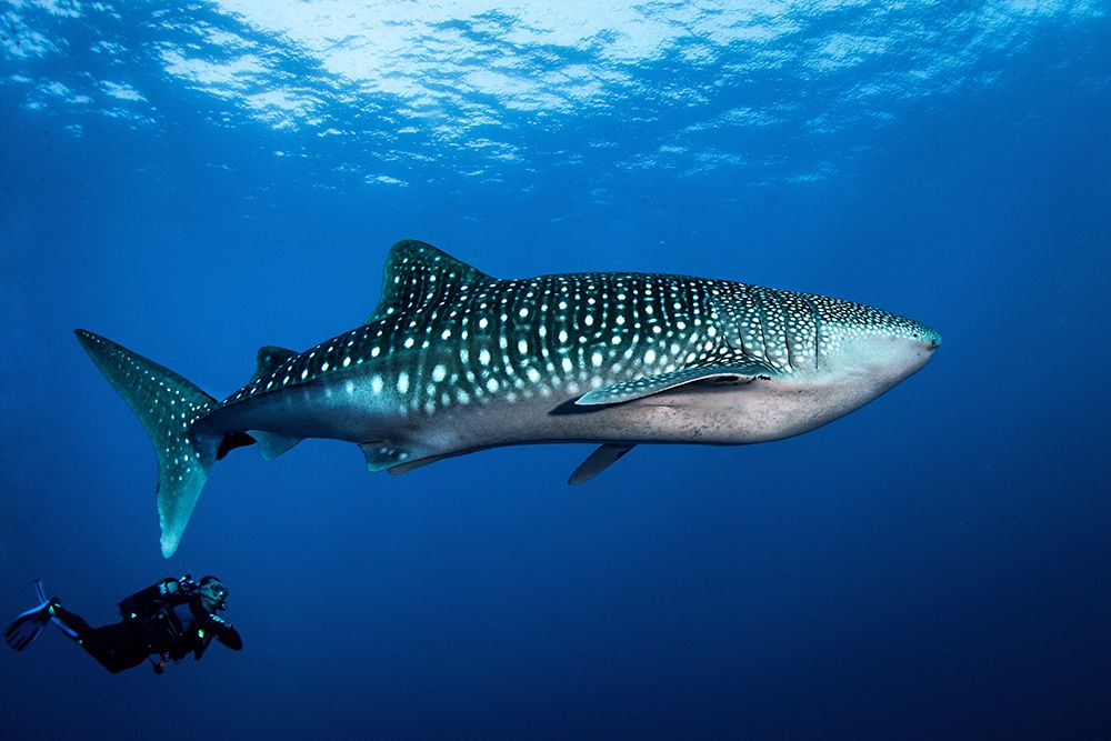 Whale Shark And DIVer art print by Cedric Peneau for $57.95 CAD