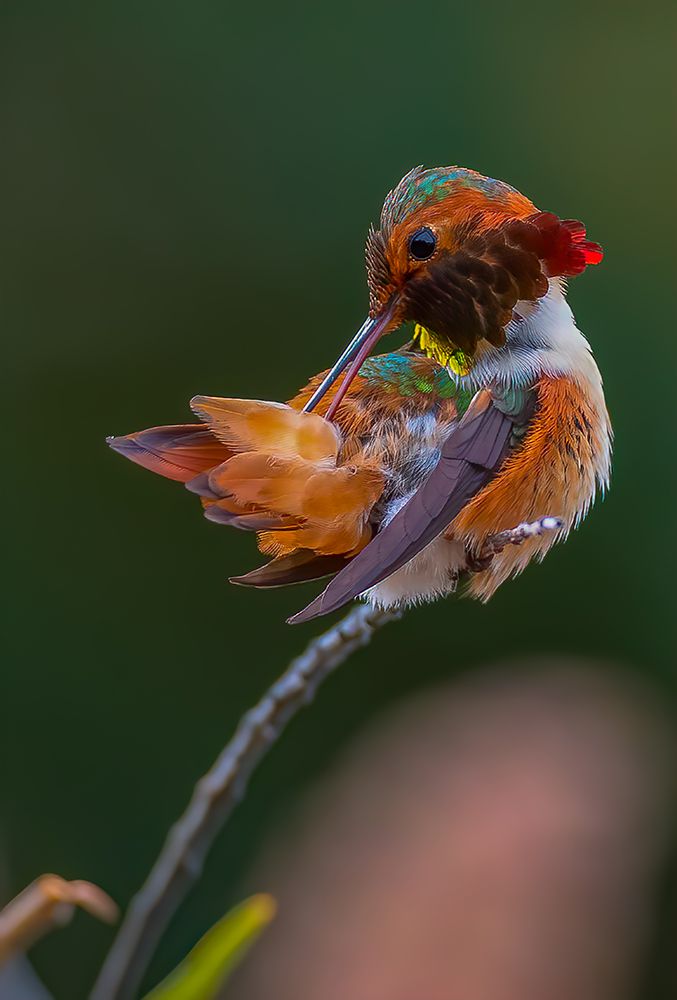 Hummingbird art print by Johnson Huang for $57.95 CAD