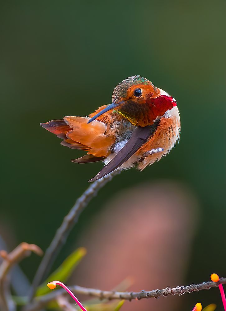 Hummingbird art print by Johnson Huang for $57.95 CAD